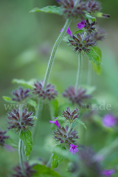 Wirbeldost (Clinopodium vulgare)