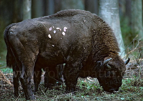 Wisent (Bison bonasus)