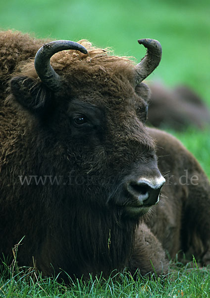 Wisent (Bison bonasus)