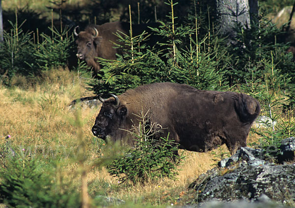 Wisent (Bison bonasus)
