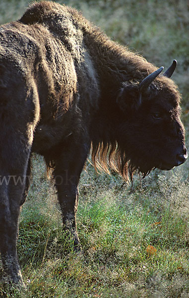 Wisent (Bison bonasus)