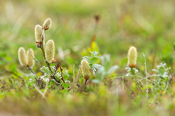 Woll-Weide (Salix lanata)