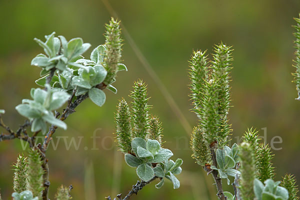 Woll-Weide (Salix lanata)
