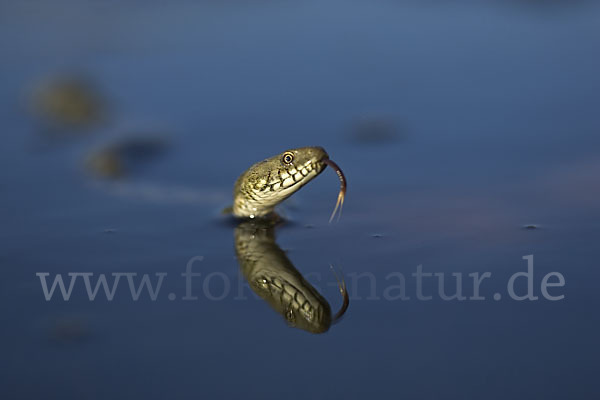 Würfelnatter (Natrix tesselata)