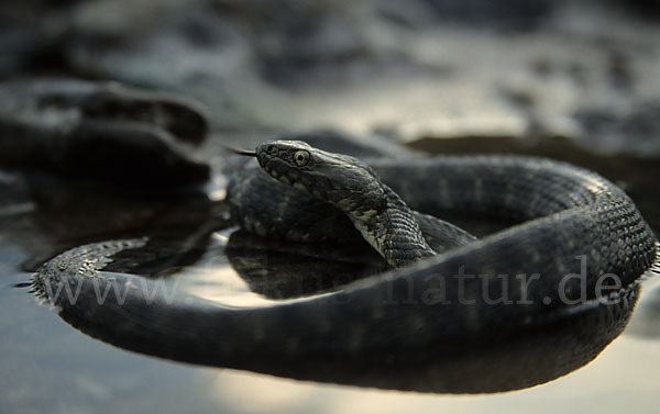 Würfelnatter (Natrix tesselata)