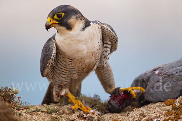 Wüstenfalke (Falco pelegrinoides)