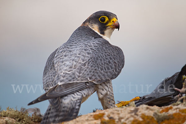 Wüstenfalke (Falco pelegrinoides)