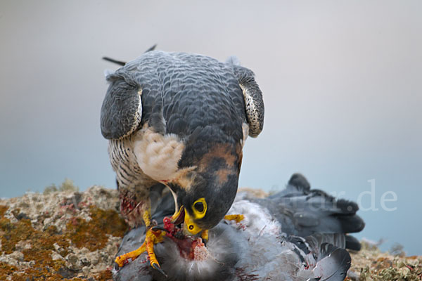 Wüstenfalke (Falco pelegrinoides)
