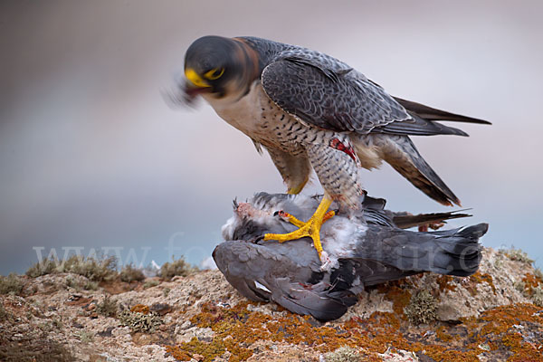 Wüstenfalke (Falco pelegrinoides)