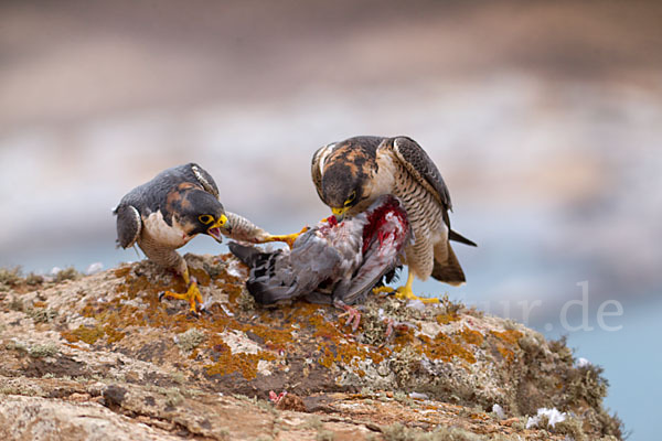 Wüstenfalke (Falco pelegrinoides)