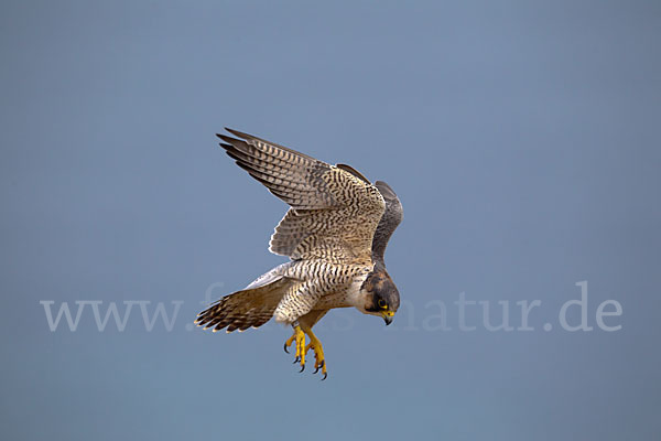 Wüstenfalke (Falco pelegrinoides)