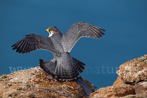 Wüstenfalke (Falco pelegrinoides)