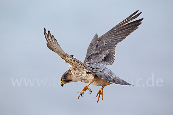 Wüstenfalke (Falco pelegrinoides)