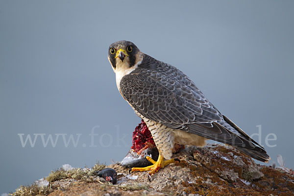 Wüstenfalke (Falco pelegrinoides)