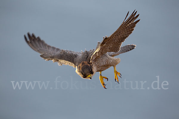 Wüstenfalke (Falco pelegrinoides)