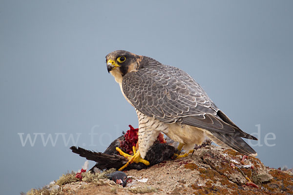 Wüstenfalke (Falco pelegrinoides)