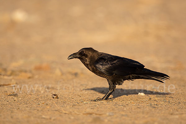 Wüstenrabe (Corvus ruficollis)