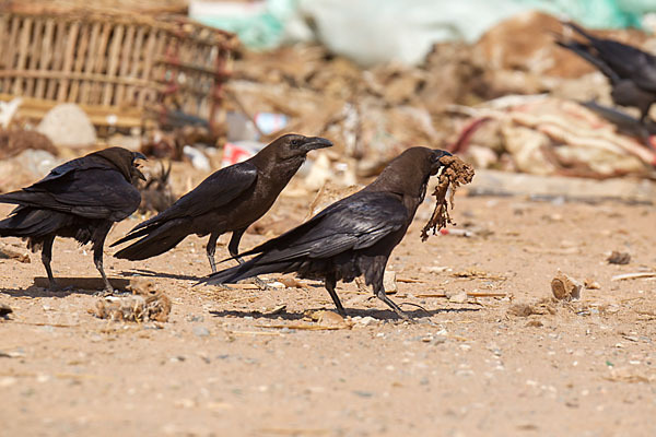 Wüstenrabe (Corvus ruficollis)