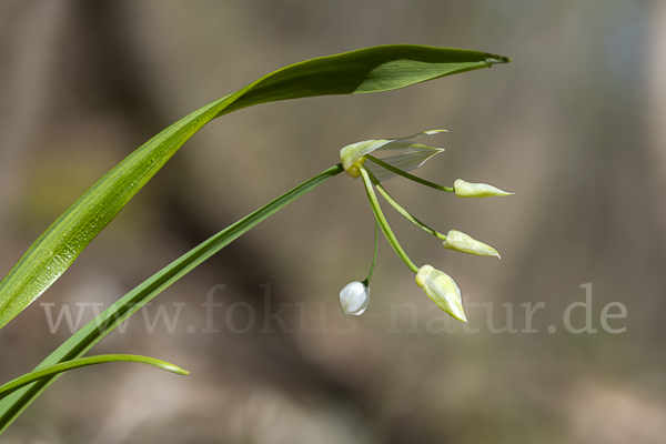 Wunder-Lauch (Allium paradoxum)