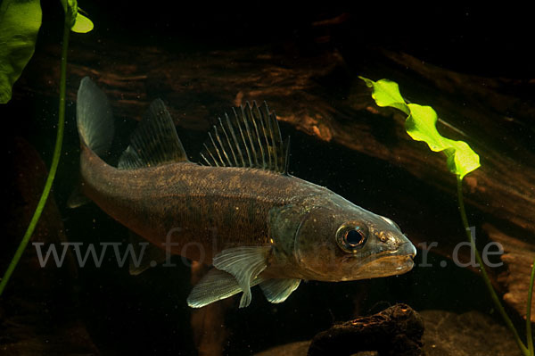 Zander (Stizostedion lucioperca)