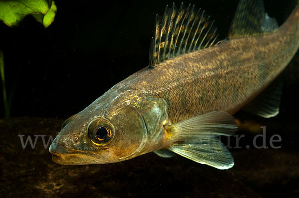 Zander (Stizostedion lucioperca)