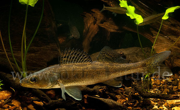 Zander (Stizostedion lucioperca)