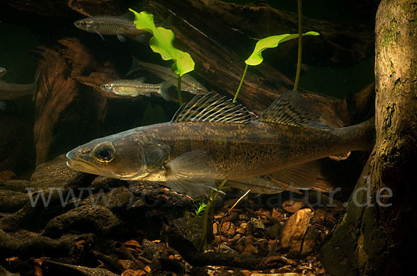 Zander (Stizostedion lucioperca)