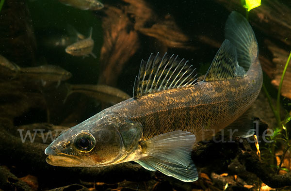 Zander (Stizostedion lucioperca)