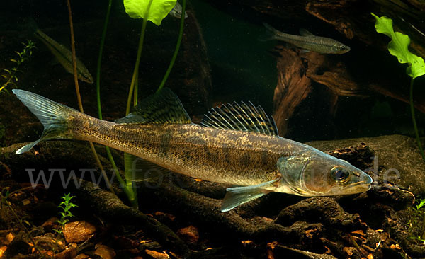 Zander (Stizostedion lucioperca)