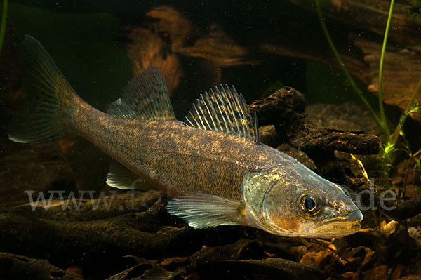 Zander (Stizostedion lucioperca)