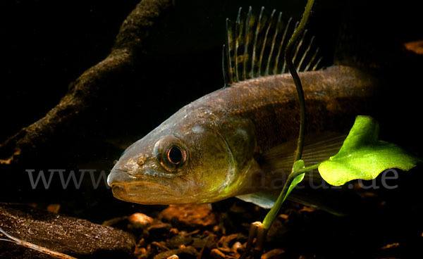 Zander (Stizostedion lucioperca)