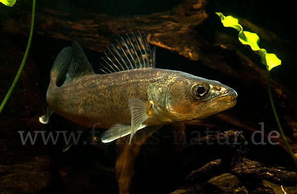 Zander (Stizostedion lucioperca)