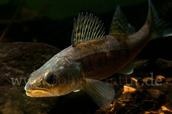 Zander (Stizostedion lucioperca)