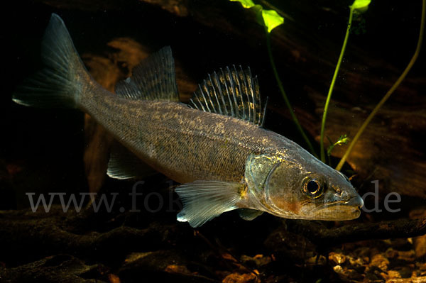 Zander (Stizostedion lucioperca)