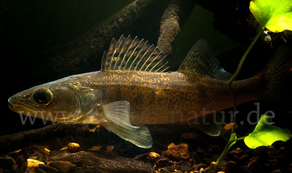 Zander (Stizostedion lucioperca)