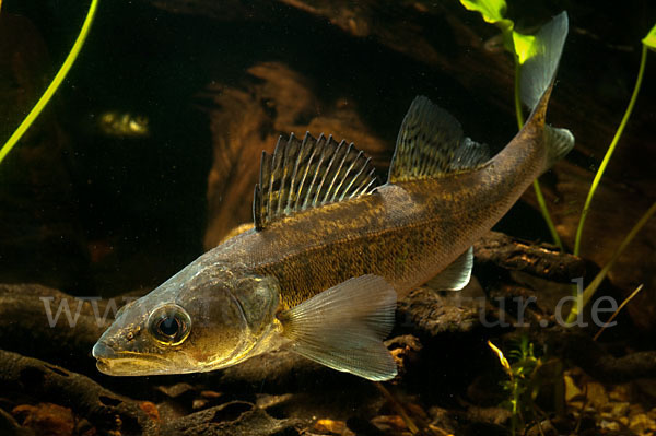 Zander (Stizostedion lucioperca)