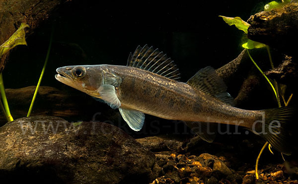 Zander (Stizostedion lucioperca)