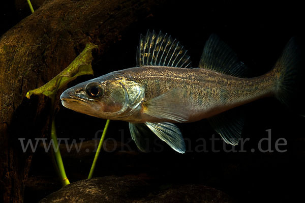 Zander (Stizostedion lucioperca)