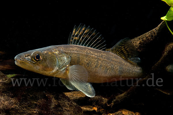 Zander (Stizostedion lucioperca)