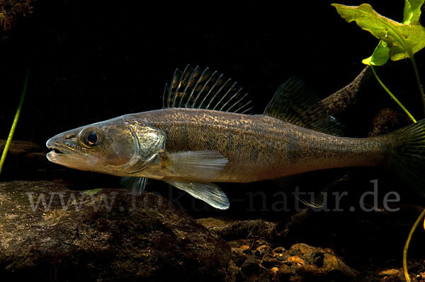 Zander (Stizostedion lucioperca)