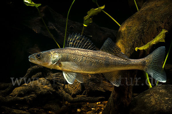 Zander (Stizostedion lucioperca)