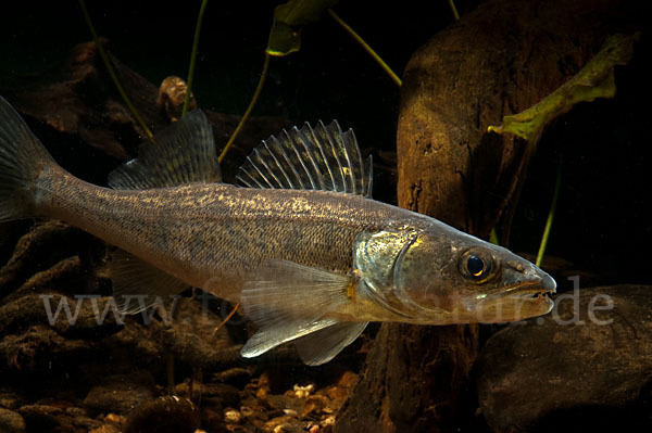 Zander (Stizostedion lucioperca)