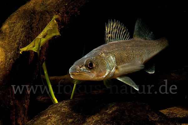 Zander (Stizostedion lucioperca)