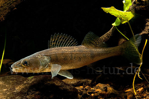 Zander (Stizostedion lucioperca)