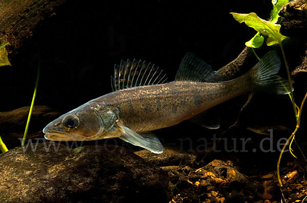 Zander (Stizostedion lucioperca)