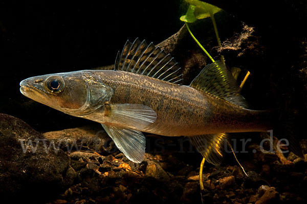 Zander (Stizostedion lucioperca)