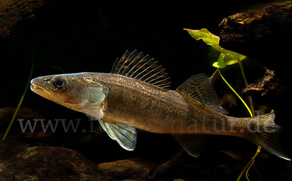 Zander (Stizostedion lucioperca)