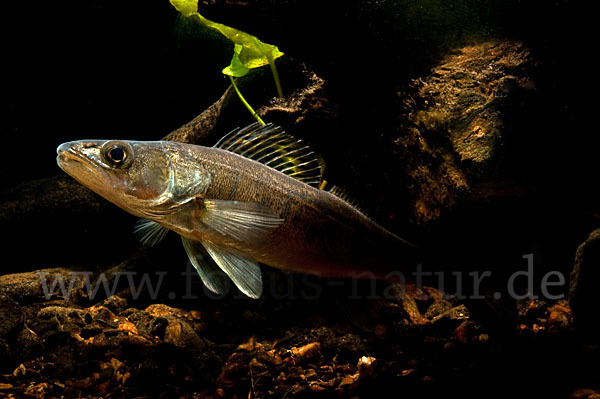 Zander (Stizostedion lucioperca)