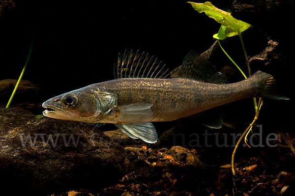 Zander (Stizostedion lucioperca)