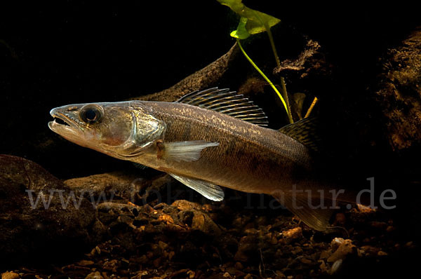 Zander (Stizostedion lucioperca)